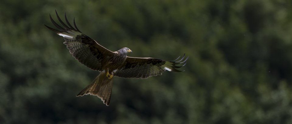 Red Kite Photography Tour