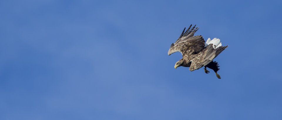 Sea Eagle photography workshop