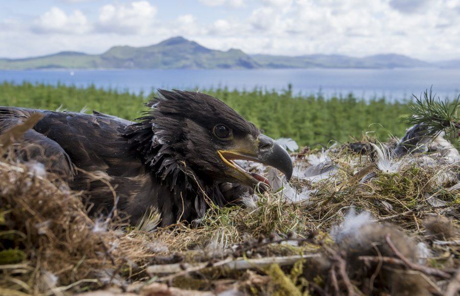 Scotland: The Big Picture wildlife photographer