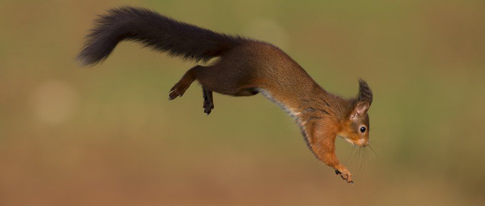 Red Squirrel wildlife photography workshop