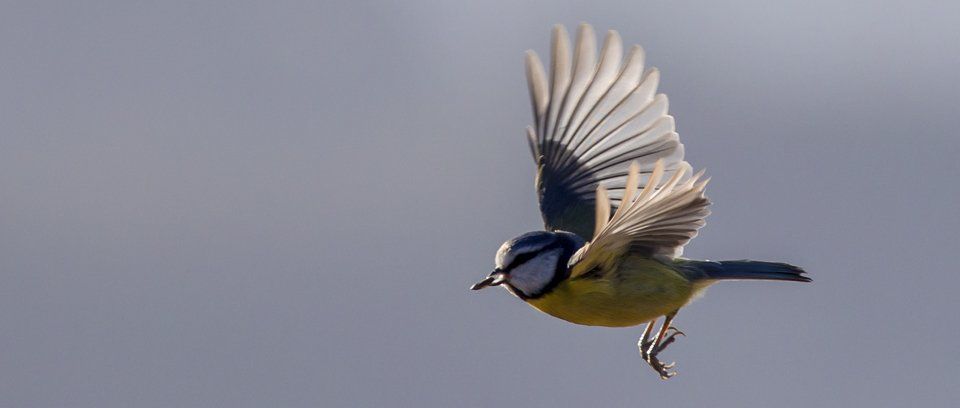 forest bird flight masterclass wildlife photography