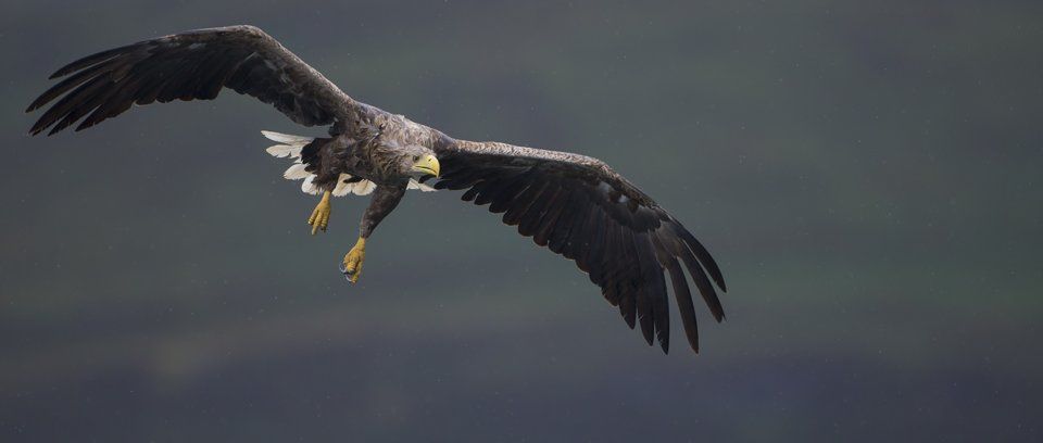 Eagle and Mull photography Tour