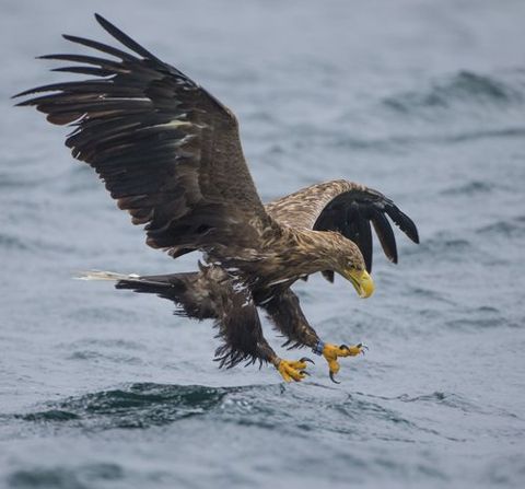 Sea Eagle and White-tailed Eagle photography tour