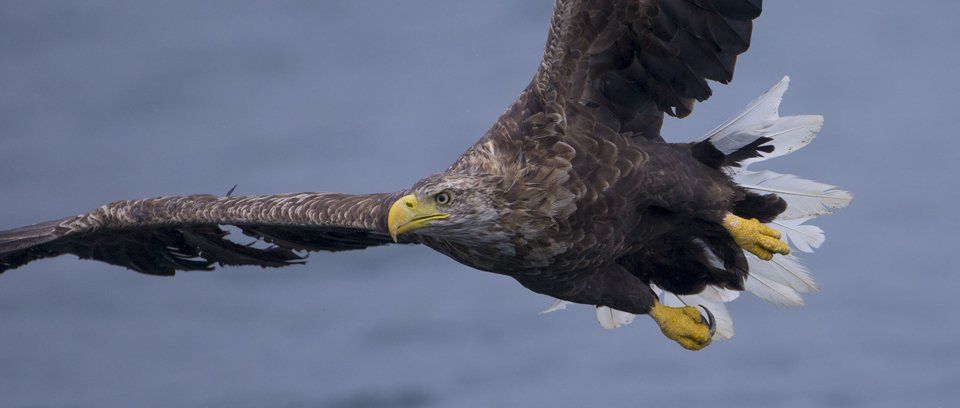white tailed eagle photography trip