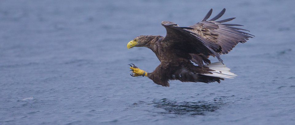 Sea Eagle Photography and Isle of Mull Workshop