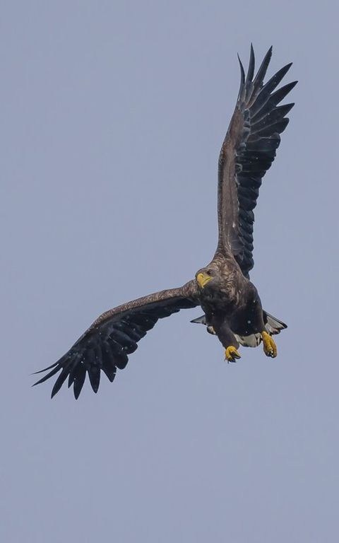 sea eagle trips from oban