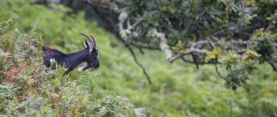 wild goat wildlife photography workshops