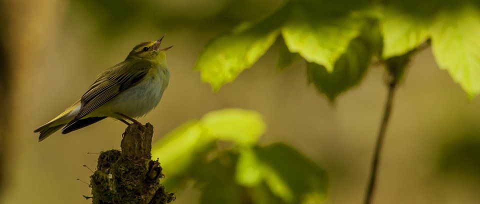 wood warbler wildlife photography workshop