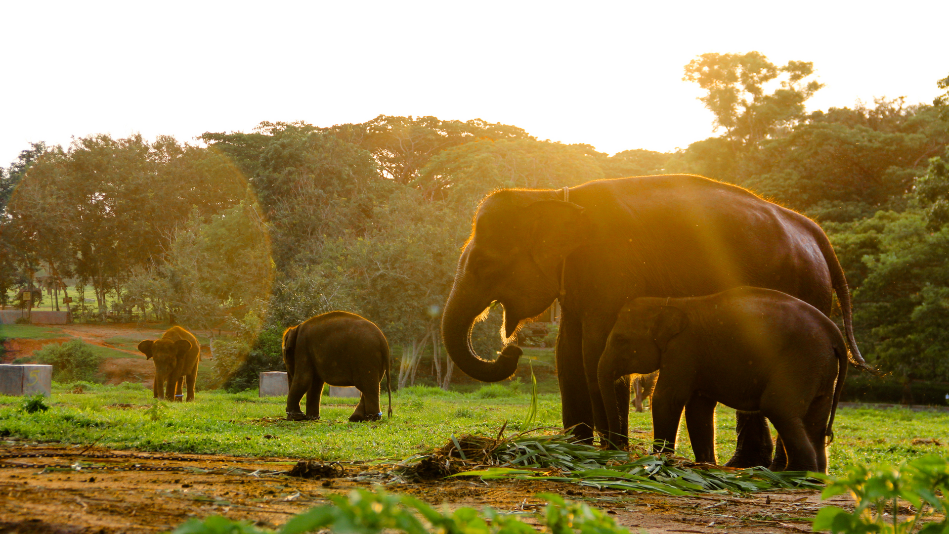 A herd of elephants standing in a field at sunset.FGASA approved Guide training