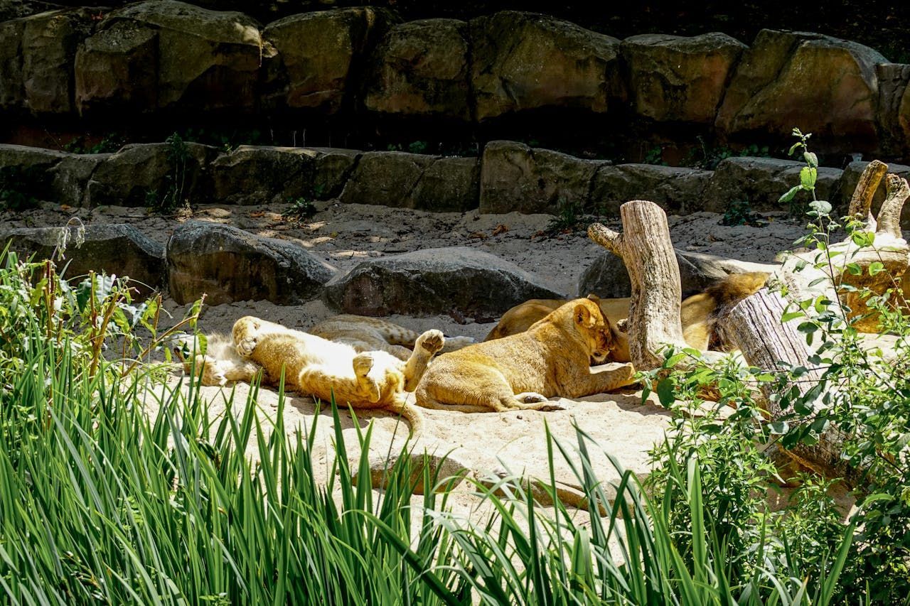 Lincoln Park Zoo