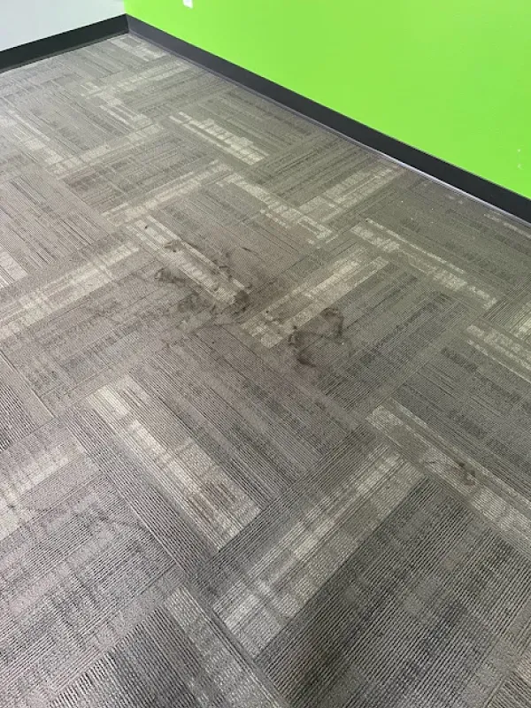 A dirty carpeted floor in a room with a green wall.