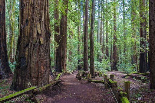 A path in the middle of a forest surrounded by trees.