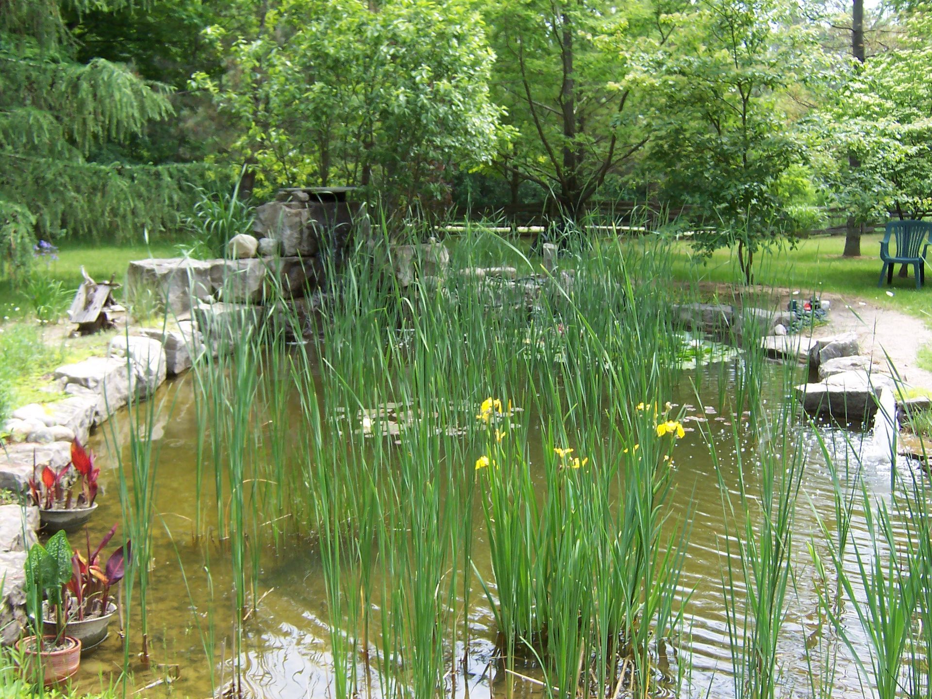Pond with tall green reeds and yellow flowers, surrounded by stone and greenery. Sunny day.