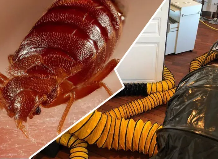 Une photo d'une punaise de lit à côté d'une photo d'un tuyau