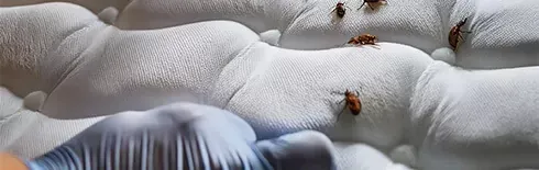 Un gros plan d'un matelas avec des punaises de lit dessus.