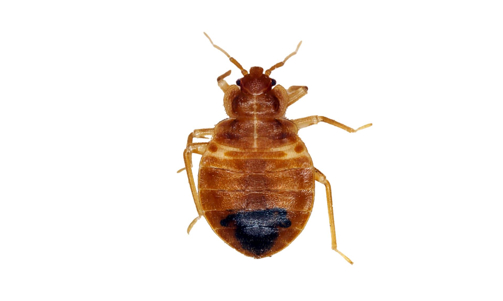 Un gros plan d'une punaise de lit sur fond blanc.