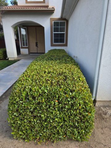 A large bush is in front of a white house.