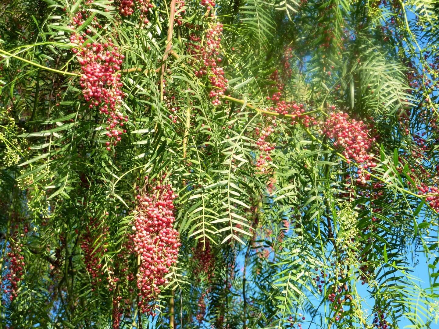 A tree with red flowers and green leaves against a blue sky.