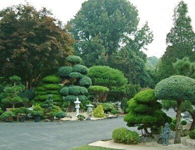 Nursery Photos - Washington . - Lee's Oriental Landscape Art