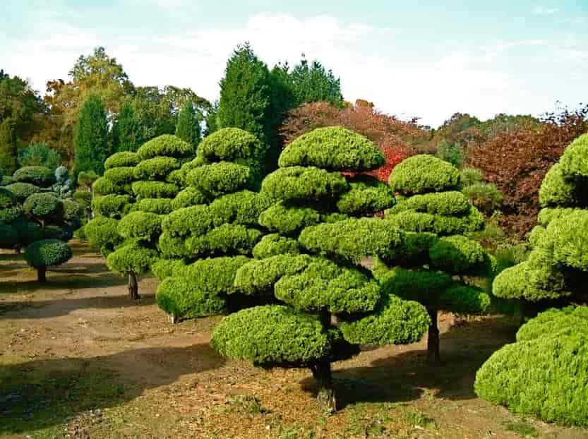 Garden With Trees - Decks in Silver Spring, MD