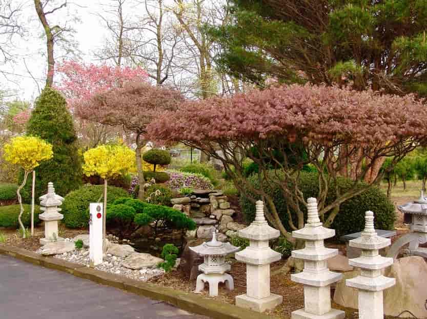 Classical Garden - Exotic Plants in Silver Spring, MD