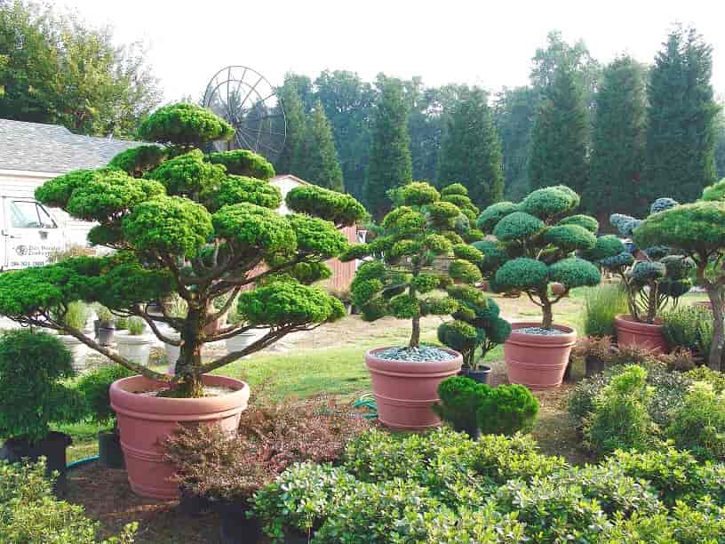 Exotic Plants in Garden - Estimates in Silver Spring, MD