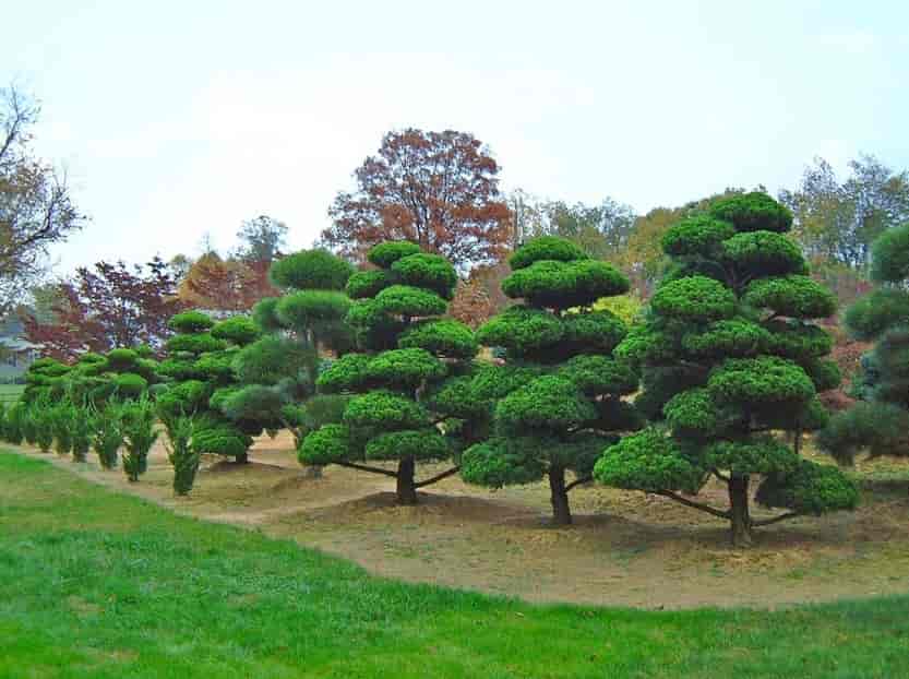Many Green Trees - Decks in Silver Spring, MD