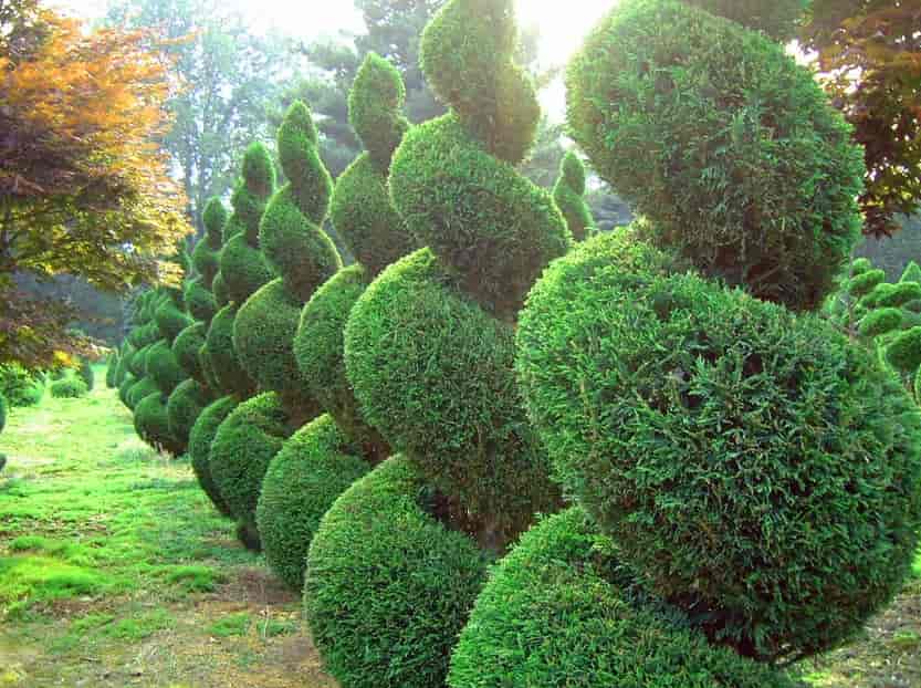 Beautiful Trees - Custom Design in Silver Spring, MD