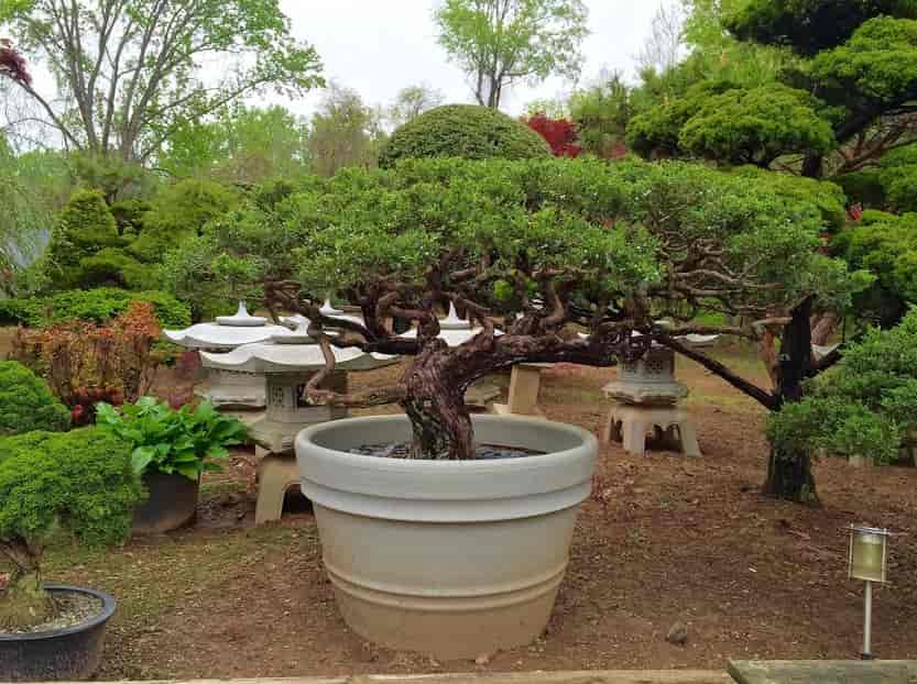 potted plants - Construction in Silver Spring, MD