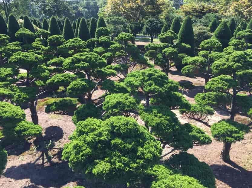 nursery trees - Construction in Silver Spring, MD