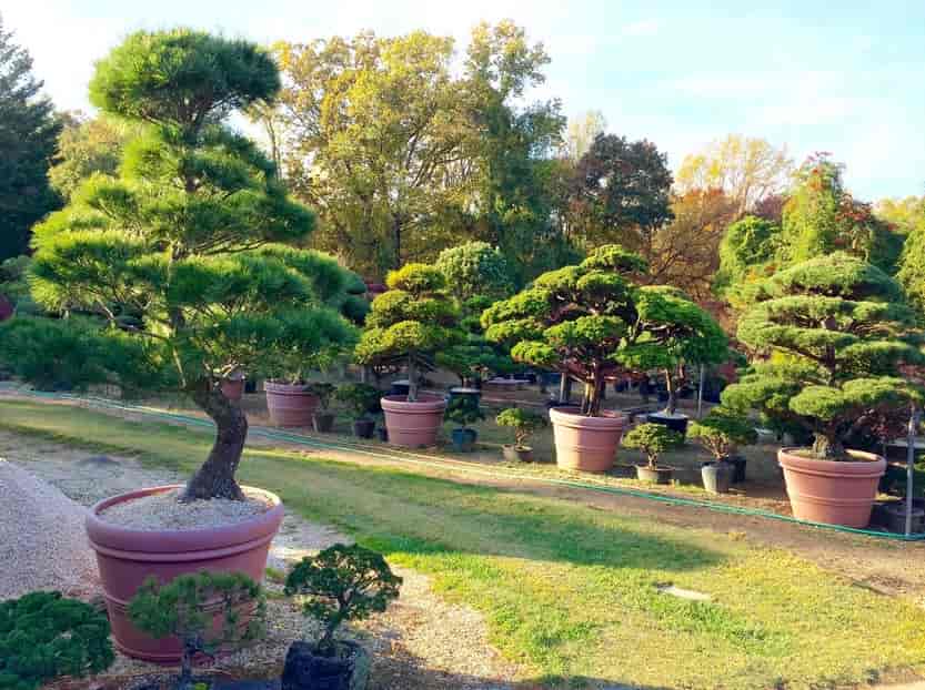potted trees in garden - Construction in Silver Spring, MD