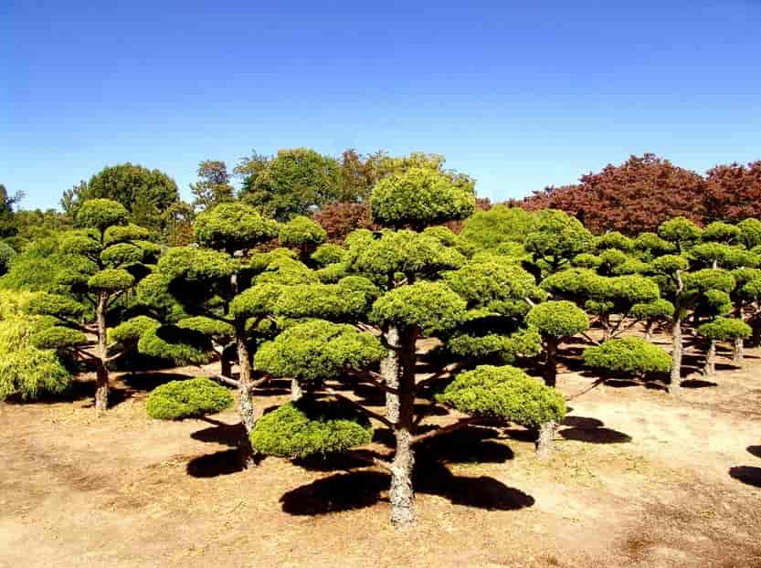 special trees - Construction in Silver Spring, MD