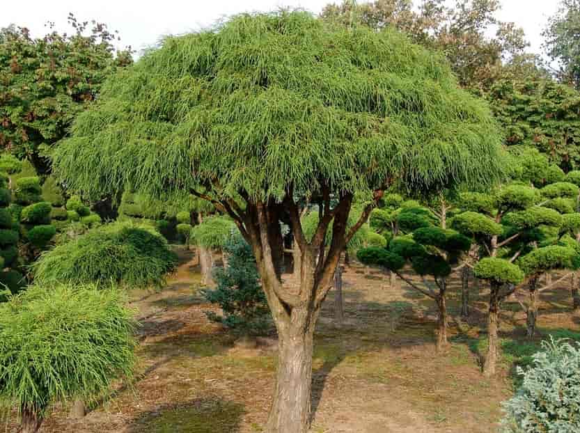 Manicured trees - Construction in Silver Spring, MD
