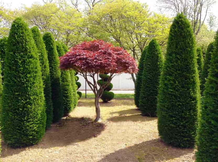 creative trees - Construction in Silver Spring, MD