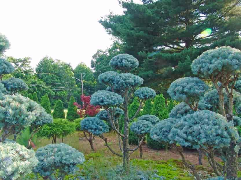 green trees - Construction in Silver Spring, MD