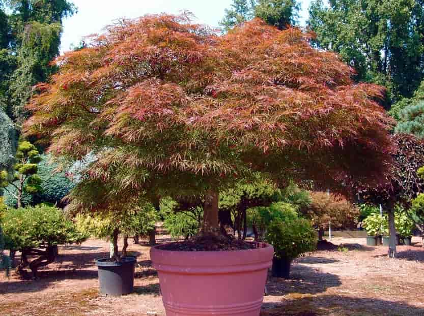 multicolored tree - Construction in Silver Spring, MD