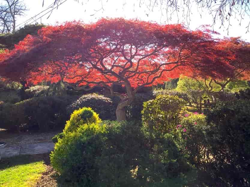 One Big Red Tree - Decks in Silver Spring, MD