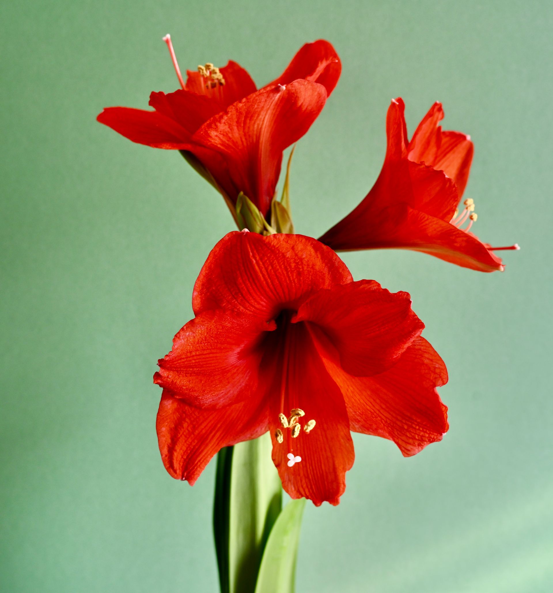 A close up of two red flowers on a green background
