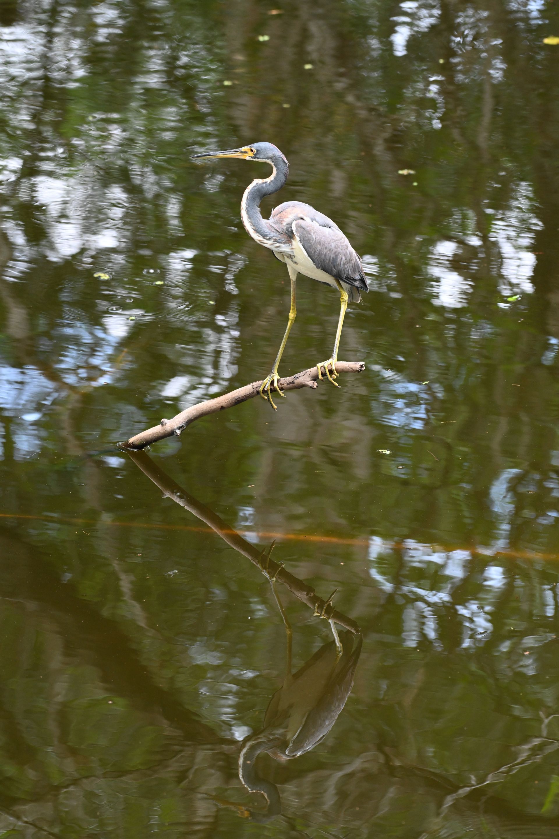 A bird is standing on a branch in the water.