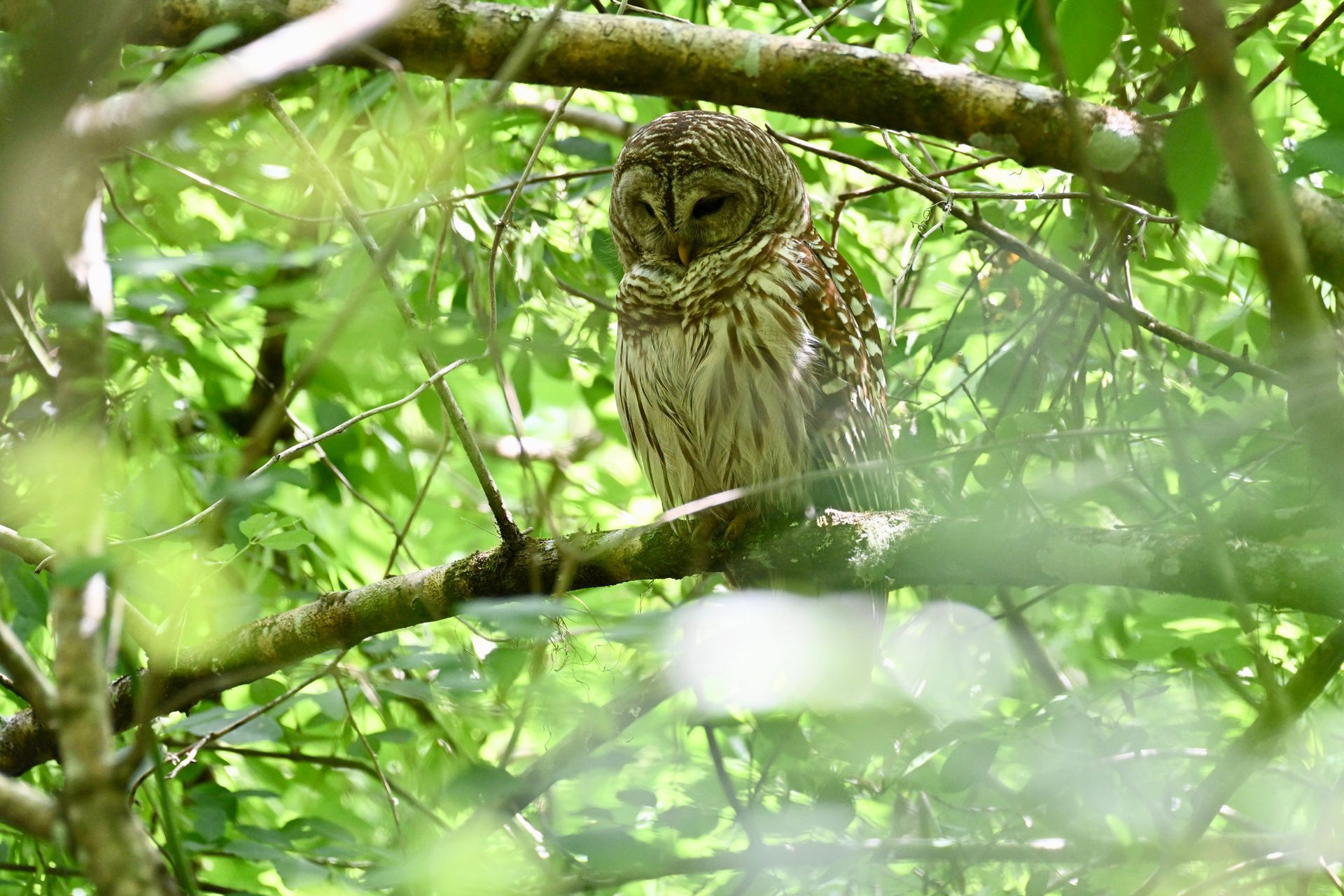 An owl is perched on a tree branch in the woods.