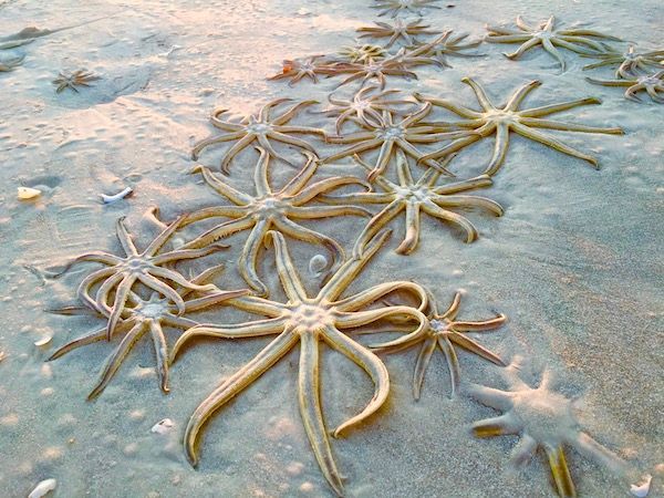 A bunch of starfish are laying on the sand on the beach