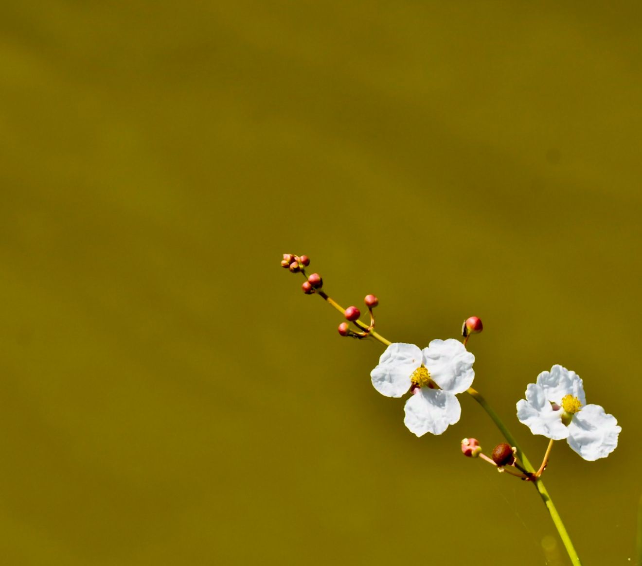 A white flower with a yellow center is against a green background