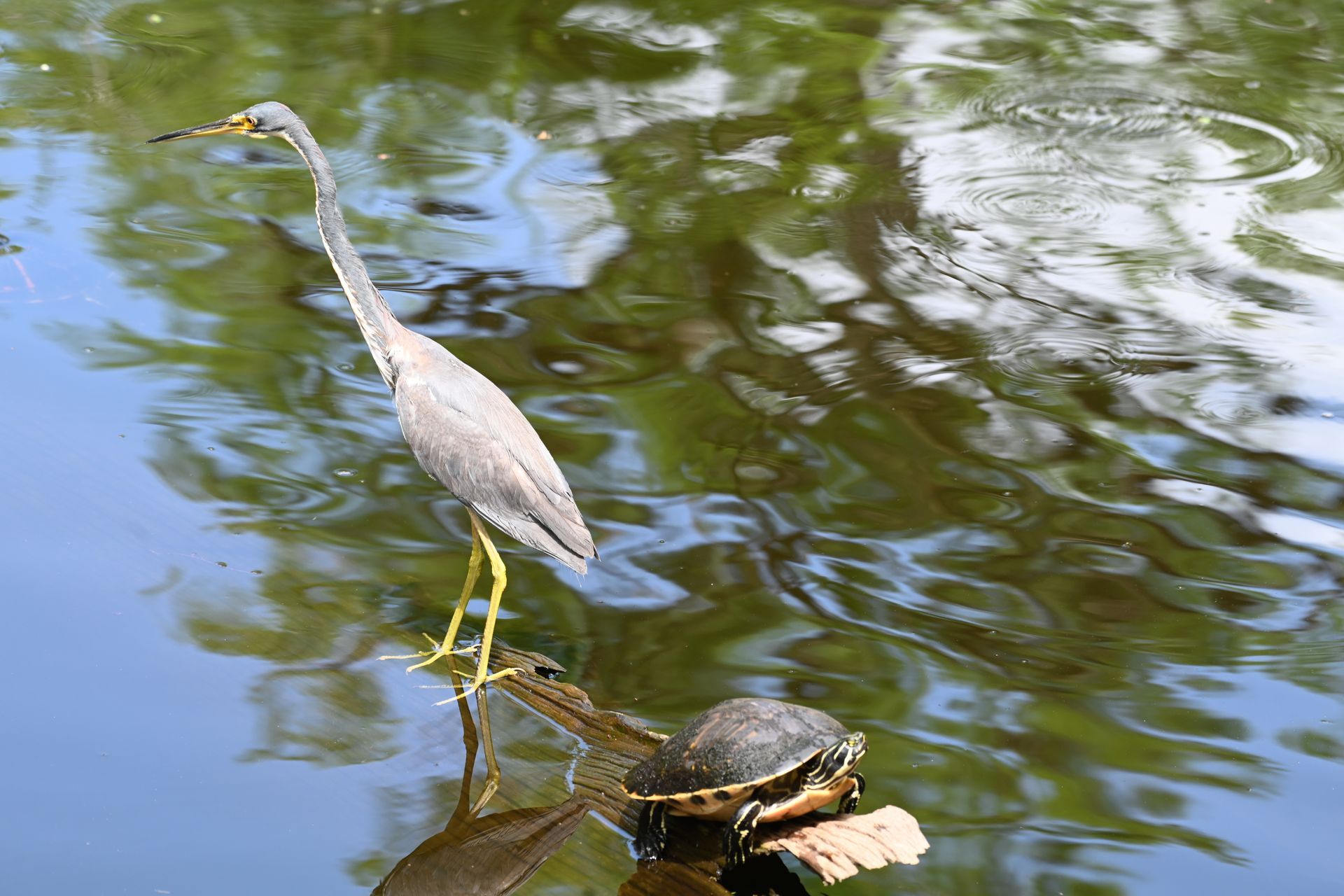 A bird is standing on a branch in the water next to a turtle.