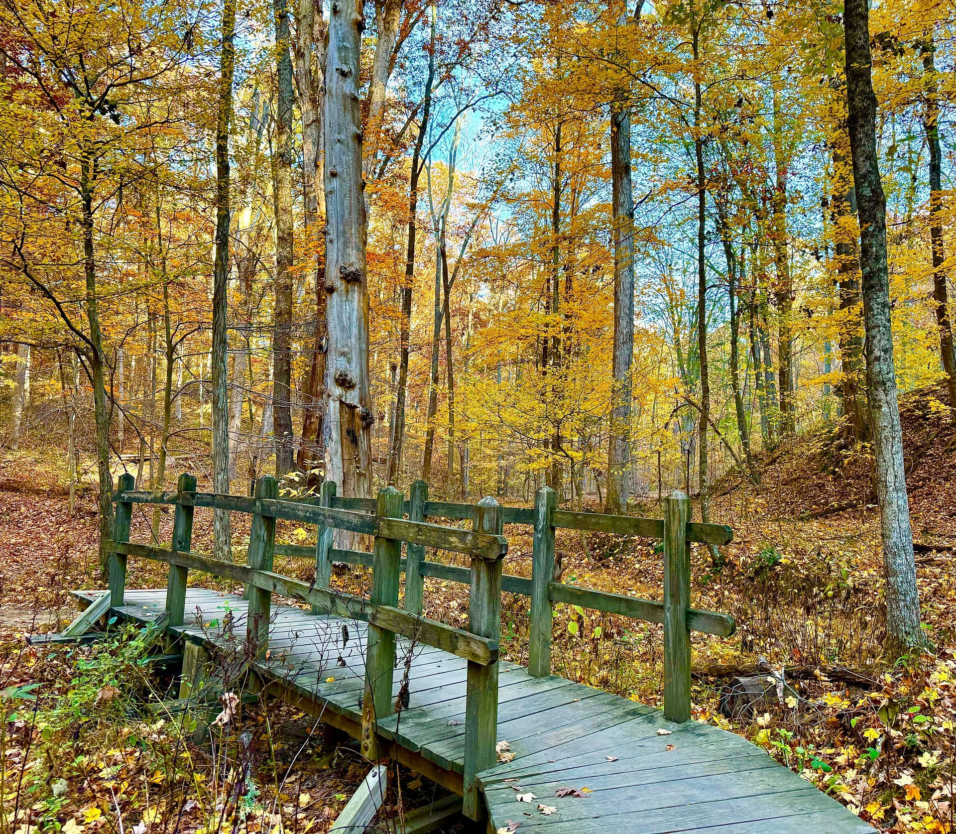 A wooden bridge in the middle of a forest surrounded by trees with yellow leaves.
