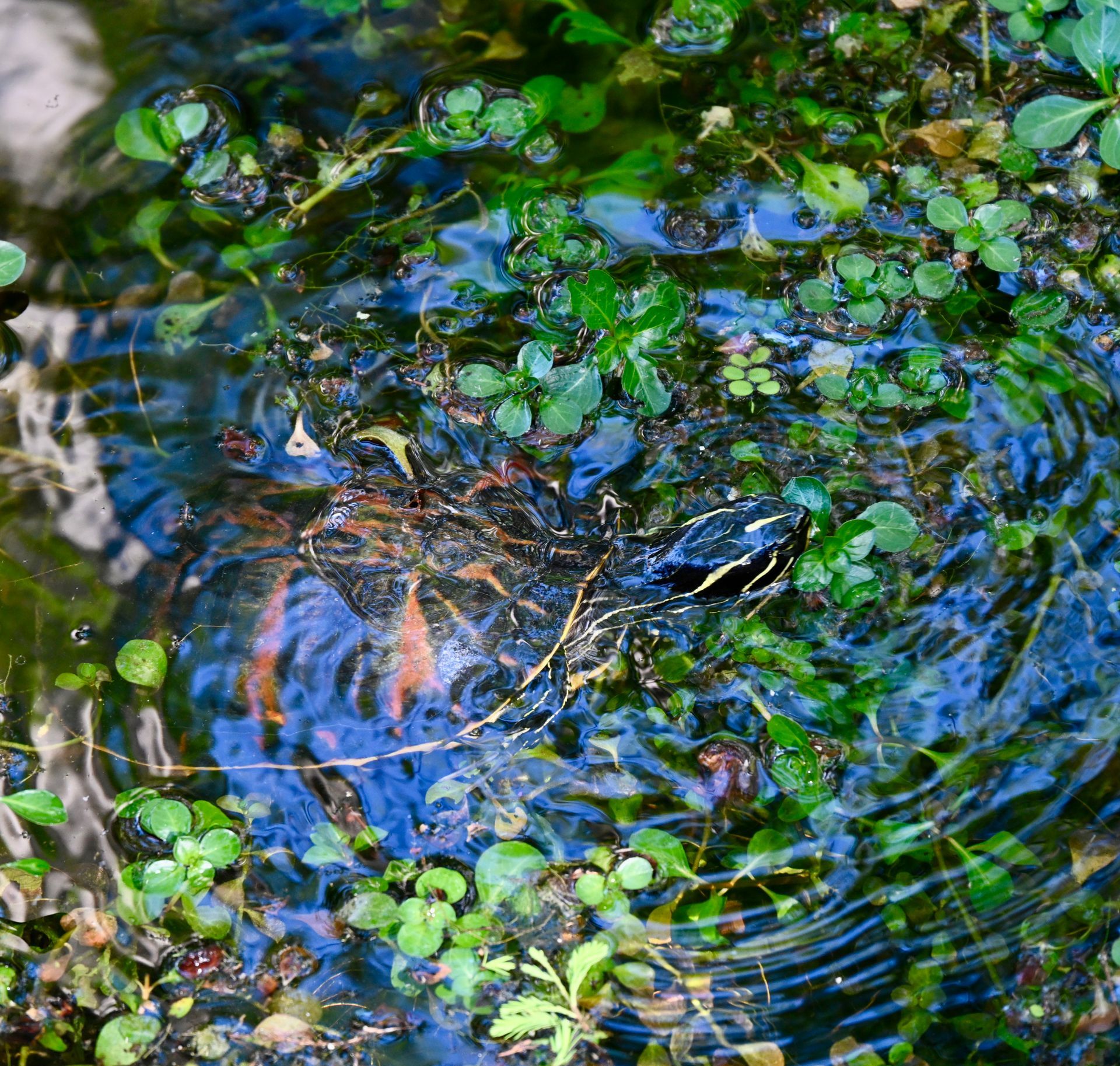 A turtle is swimming in a pond surrounded by plants.