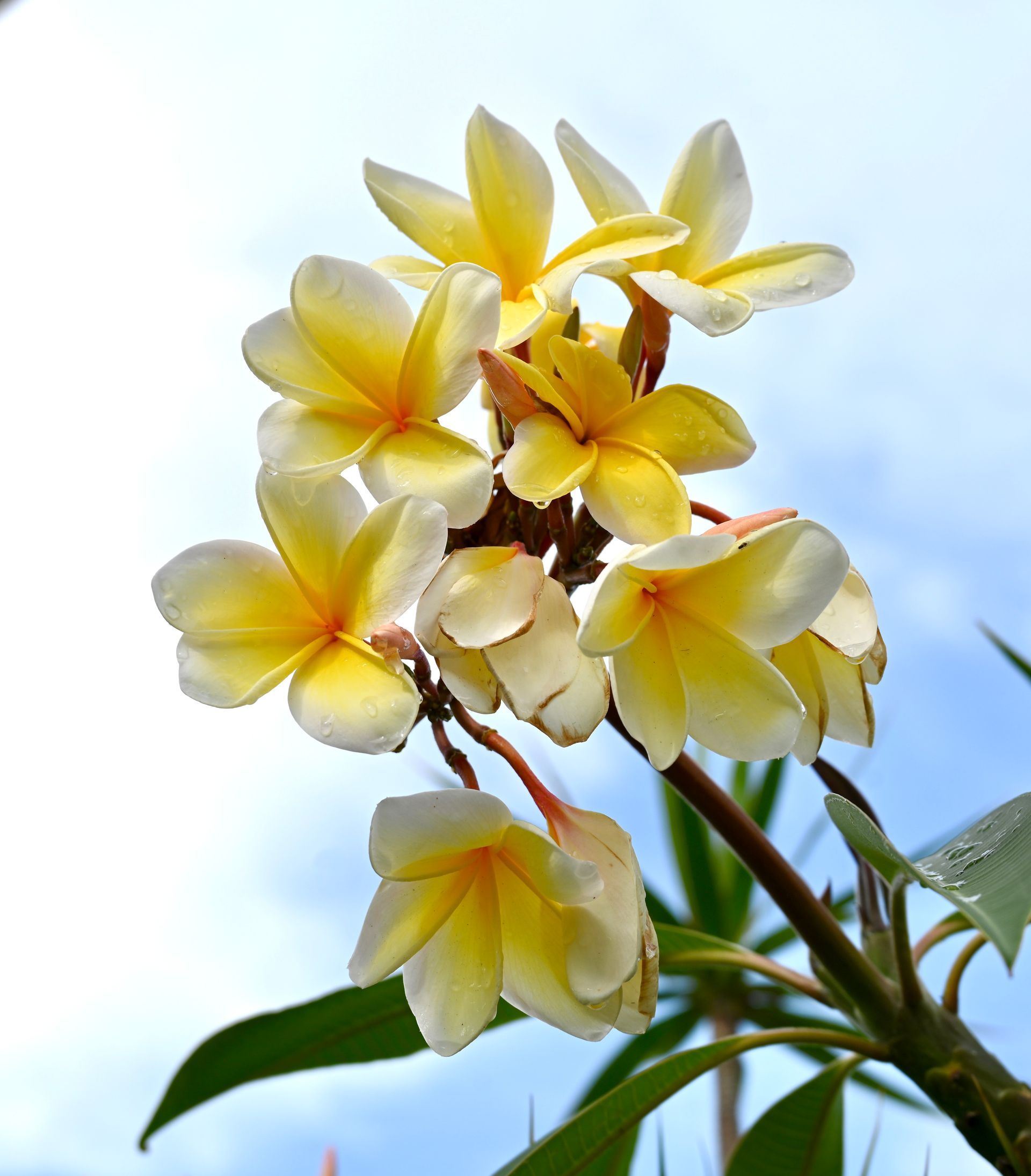 A bunch of yellow and white flowers against a blue sky