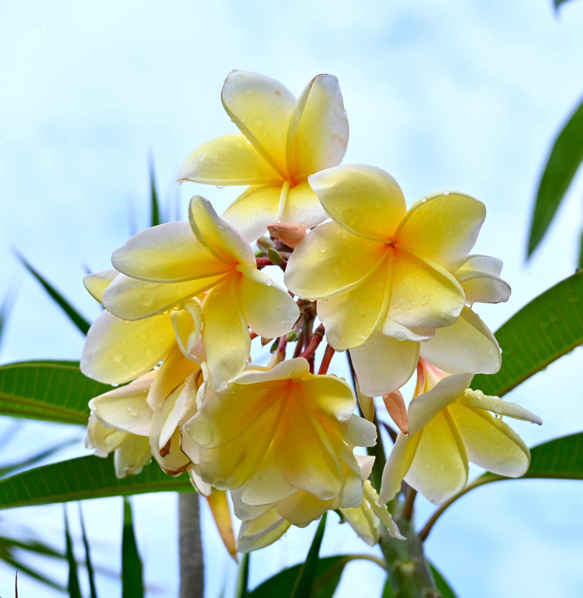 A bunch of yellow and white flowers against a blue sky