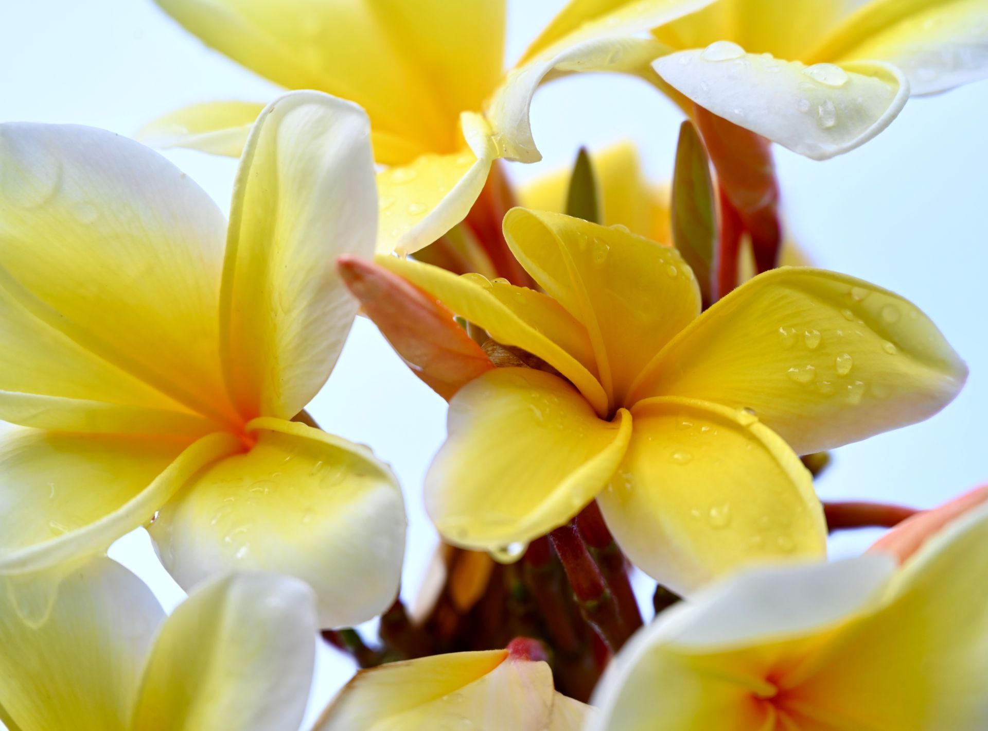A bunch of yellow and white flowers with water drops on them