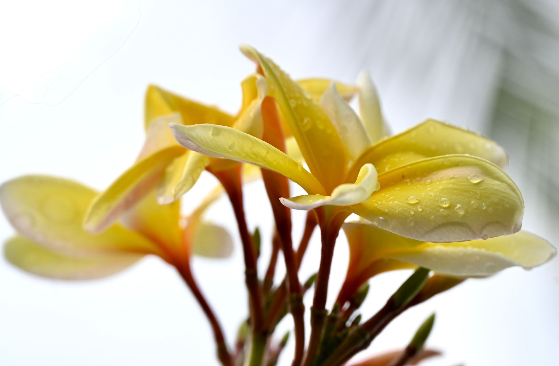 A bunch of yellow flowers with water drops on them