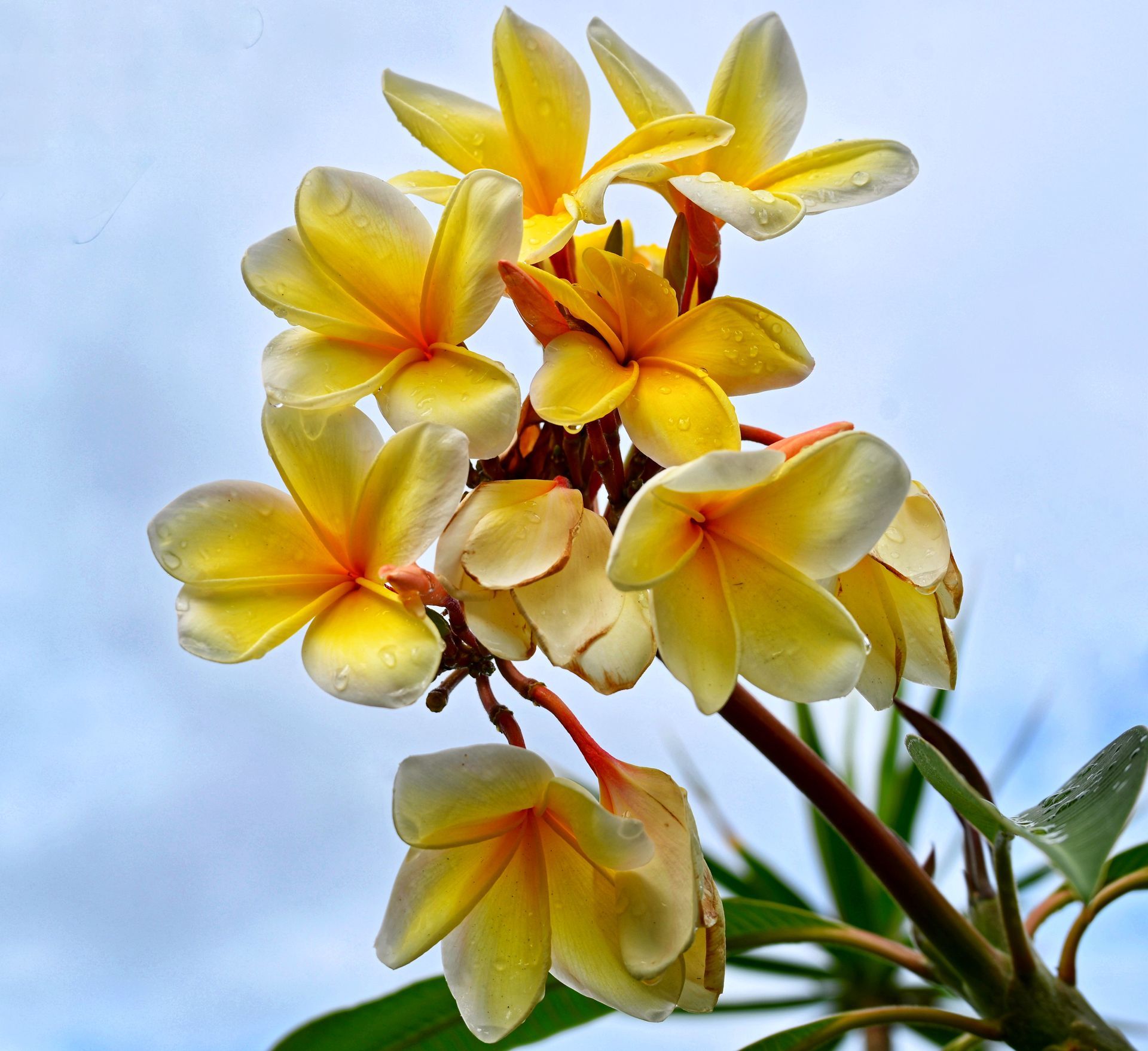 A bunch of yellow and white flowers against a blue sky